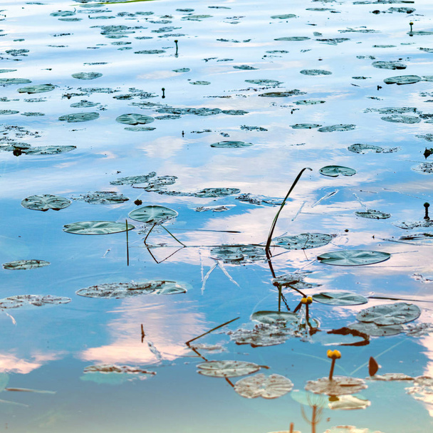 Hermoso pantano con hojas de lirio de agua amarilla en la superficie del pantano
. - Foto, Imagen