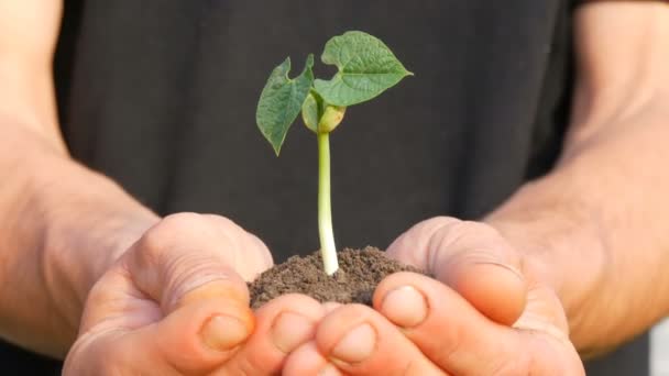 農家の男性の手は、芽生えた豆の芽が生える地面を保持します - 映像、動画