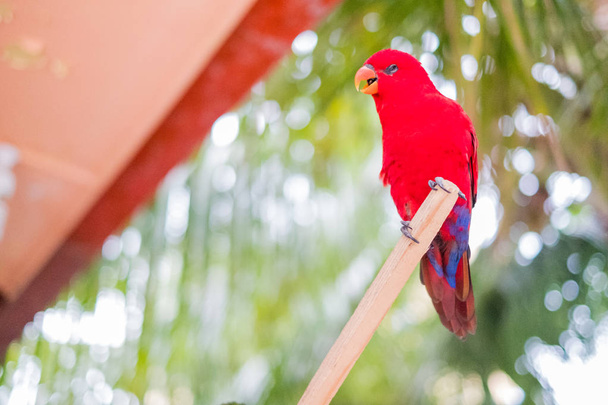 Mooie leuke grappige vogel van rode gevederde papegaai buiten - Foto, afbeelding