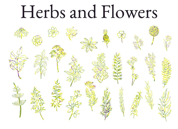 Ilustracja zbiór szkiców ziół, roślin i kwiatów - Wektor, obraz