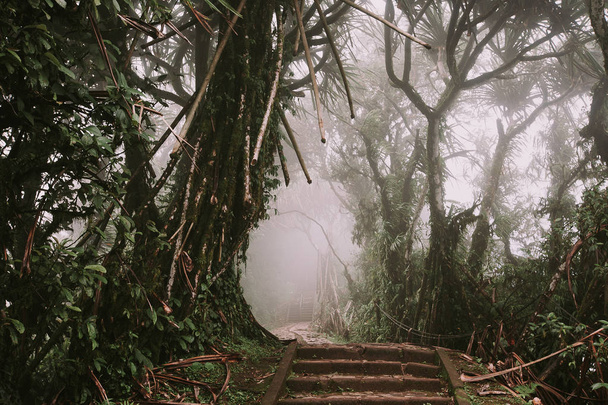 Path through the tropical forest, Mount Lempuyang, path to the P - Φωτογραφία, εικόνα