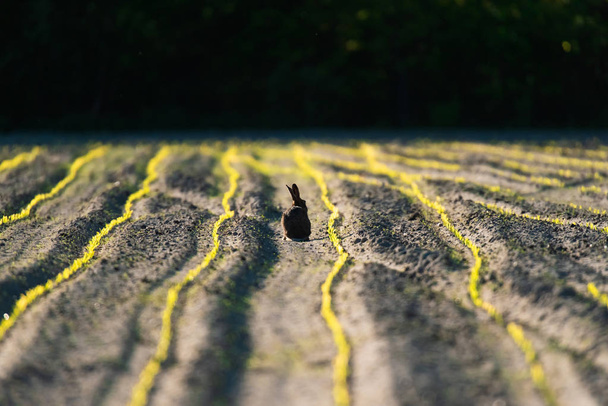 Haas in achtergrondverlichting in veld met verse gezaaide maïs. - Foto, afbeelding