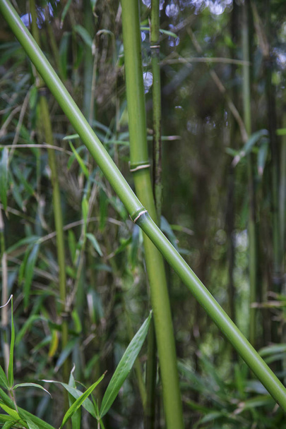 frische grüne Bambuspflanzen - Foto, Bild