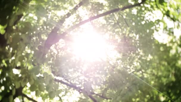 Ηλιακός φακός λάμπει μέσα από τα δέντρα - Πλάνα, βίντεο