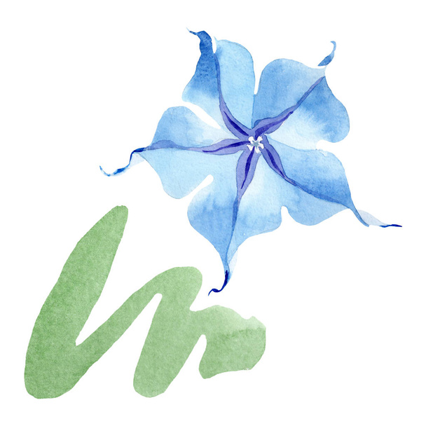 ブルーブルグマンシア花の植物の花。水彩画の背景セット。孤立したブルグマンシアイラスト要素. - 写真・画像