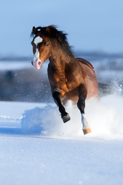 畑を走って横切って冬馬 - 写真・画像