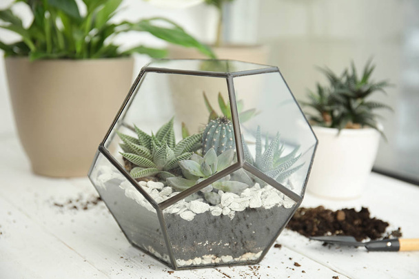 Glass florarium with succulents on wooden window sill. Transplanting home plants - Foto, immagini