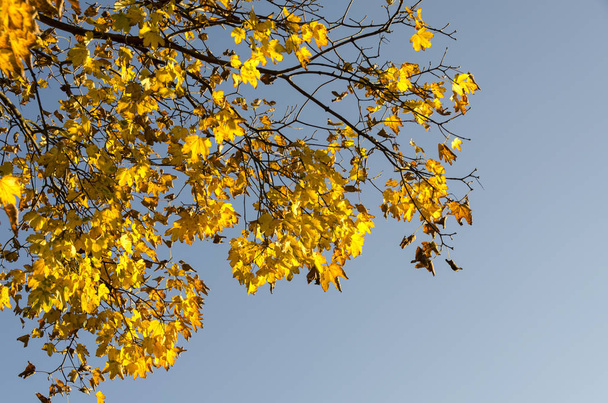 イタリアのリグーリア州ジェノヴァの山の秋の風景 - 写真・画像