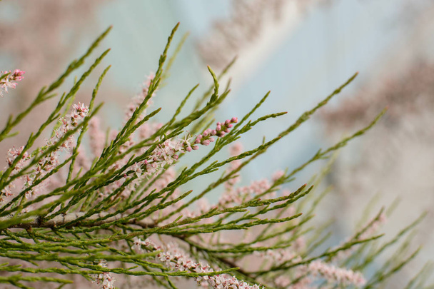 Blooming Pink Tamarix Slender Green Leaves - Photo, Image