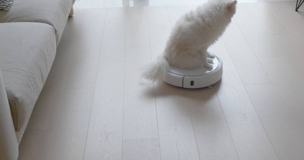 Pomerania cane sedersi su robot aspirapolvere scivola attraverso la stanza a casa
 - Foto, immagini