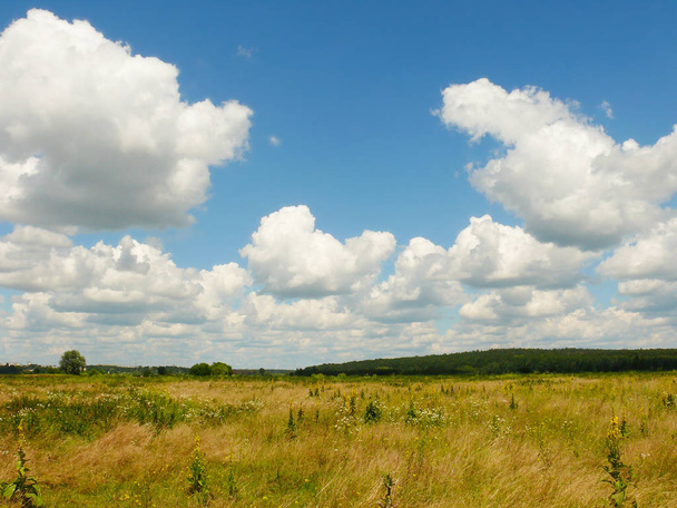 Открытое поле и освещенный солнцем лес под белыми облаками
  - Фото, изображение