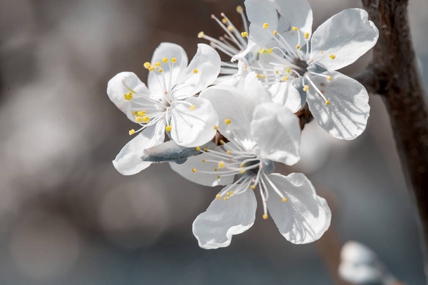 Flower of cherry wood. - Photo, Image
