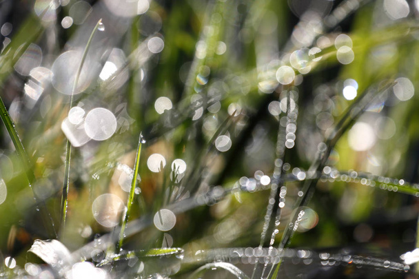 Drops in the grass - Photo, Image