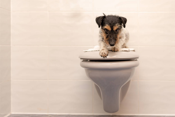 El perro yace en la tapa del inodoro y los guardias. Jack Russell Terrier 3 ye
 - Foto, Imagen