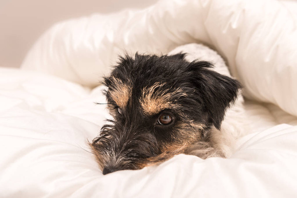 Sevimli küçük köpek uyku ile beyaz yatak - yatakta jack russell - Fotoğraf, Görsel