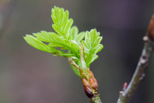 小枝マクロ上の春のオークの葉と芽 - 写真・画像