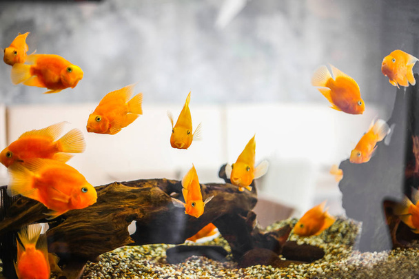 Багато золотих риб в акваріумі танк на блакитному тлі
 - Фото, зображення