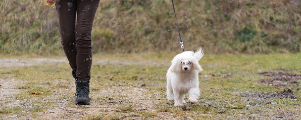中国のクレストドッグパウダーパフ-犬ハンドラーで犬と一緒に歩く - 写真・画像