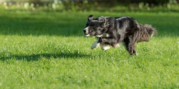 Прикордонна собака Коллі швидко пересувається парком
 - Фото, зображення