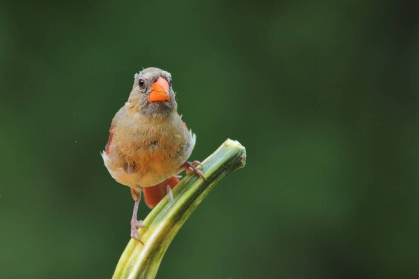Northern Cardinal in Saint Louis, Missouri, Verenigde Staten. Kardinalen houden van achtertuin/tuin vogel feeders en zullen regelmatig bezoeken dergelijke stations, het verfraaien van de omgeving met prachtige rode - Foto, afbeelding