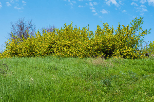 Flowering currant bushes against the blue sky. Flowering currant bush gold. Spring flowering garden berries. Blooming Black Currant. - Fotoğraf, Görsel