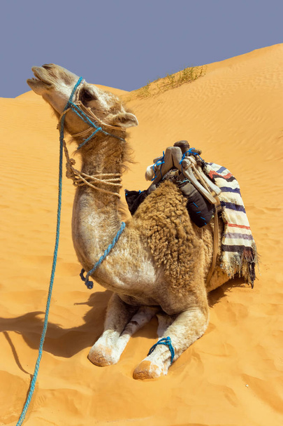 Kameli dyynien kanssa Saharan autiomaassa, Tunisia
 - Valokuva, kuva