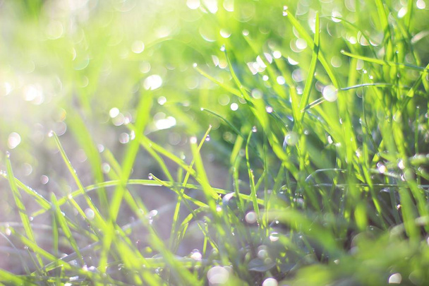 Zielone tło trawy z Silver Shine of Dew. Naturalne kolory i tekstury życia  - Zdjęcie, obraz