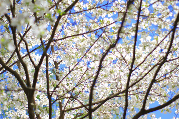 Güzel beyaz kızılcık ağacı açan. Doğal arka plan - Fotoğraf, Görsel