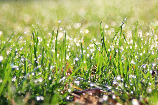 Grüner Grashintergrund mit silbernem Tau. natürliche Farben und Texturen des Lebens  - Foto, Bild