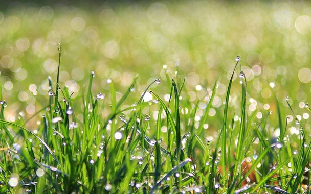Fondo de hierba verde con brillo de plata de Rocío. Colores naturales y texturas de la vida
  - Foto, imagen
