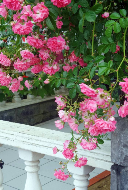 Розовый сад розы в рамке зеленых листьев на кустах
. - Фото, изображение