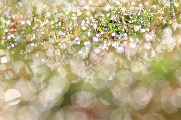 Fondo de hierba verde con brillo de plata de Rocío. Colores naturales y texturas de la vida
  - Foto, imagen