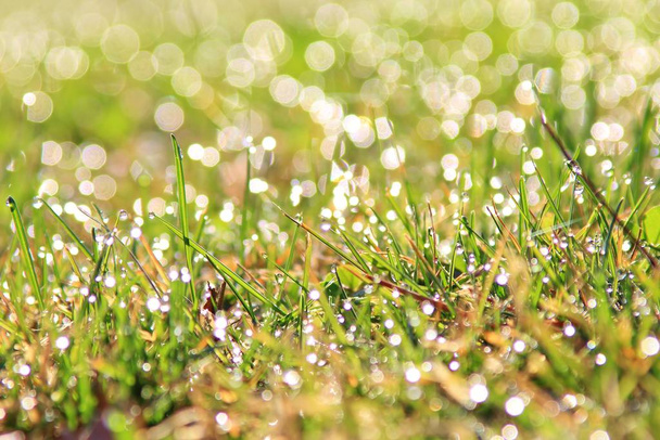 Grüner Grashintergrund mit silbernem Tau. natürliche Farben und Texturen des Lebens  - Foto, Bild
