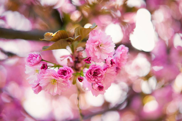 Beautiful pink spring tree blossom                          - Фото, зображення