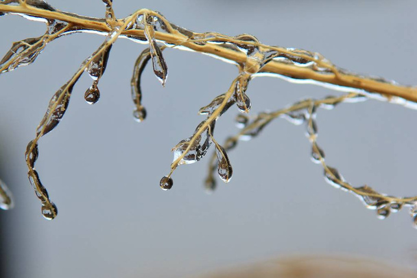Fondo de invierno - Hielo en naturaleza colorida - Ramas congeladas
 - Foto, imagen