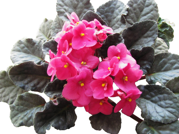 Uzambarskaya violeta, rosa, cortado do fundo
 - Foto, Imagem