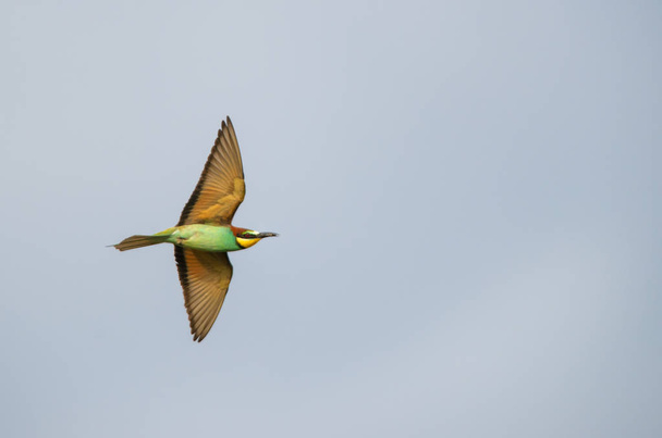 A bee-eater in flight holds a caught gadfly in its beak and soars in the upward air flow against the background of clouds in sunny weather. - Photo, Image