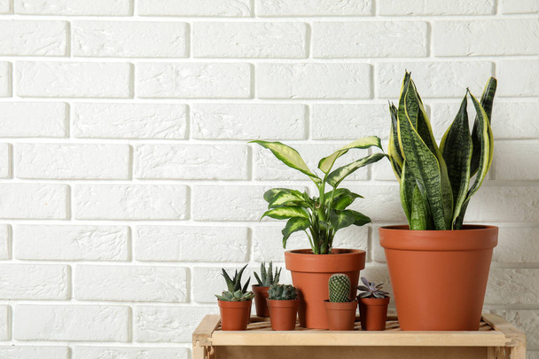 Potted home plants on wooden crate against brick wall. Space for text - Fotó, kép