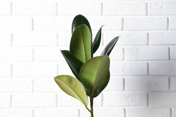 Beautiful rubber plant near brick wall. Home decor - Photo, Image