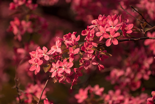 Red apple blossoms - Φωτογραφία, εικόνα