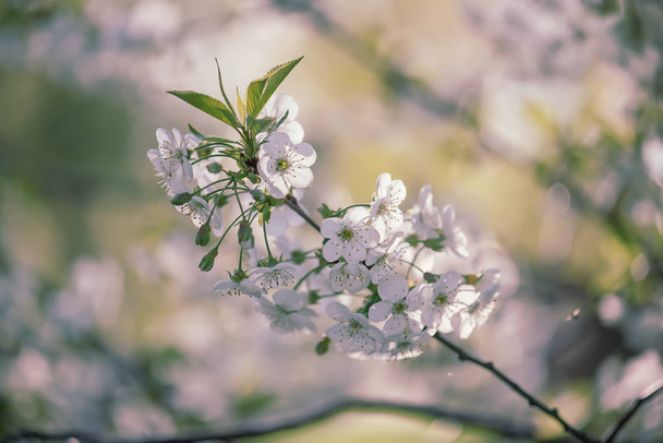 Cherry flowers frame - Photo, image