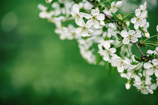 Cherry flowers frame - Zdjęcie, obraz