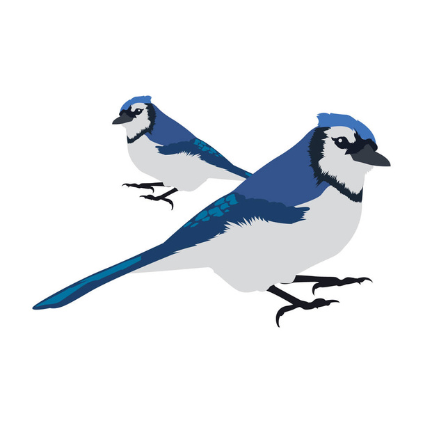 Vector animal clip art. Vector illustration of a pair of starlings - Vector, Image