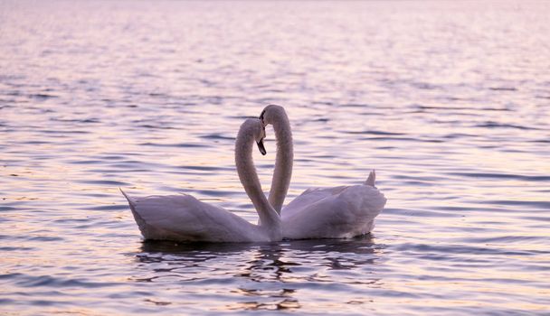 Пара пестить білих лебедів на озері
. - Фото, зображення