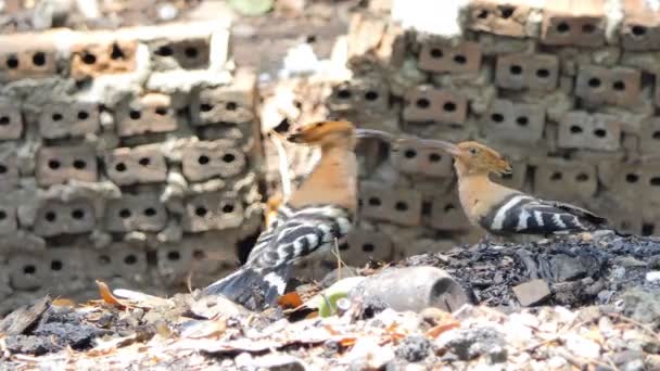 Pájaro común Hoopoe (Upupa epops) están buscando insectos en el suelo en la naturaleza
. - Metraje, vídeo