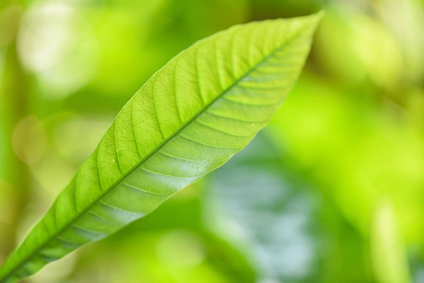 Natural green leaf on blurred sunlight  background in garden eco - Photo, Image