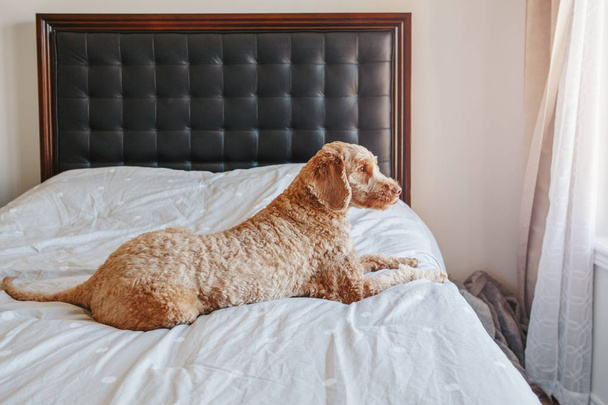 Schattig schattig schaamteloze roodharige huisdier hond liggend op schoon bed in de slaapkamer thuis. Vet binnenlandse dierlijke poedel goldenhoodle Terriër zittend op meubilair van de slaapkamer.  - Foto, afbeelding