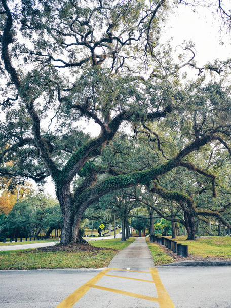 Large high old oak trees with green massive moss on branches and trunk body in American Florida lonely desert street road avenue in park outside outdoors.  - Photo, Image