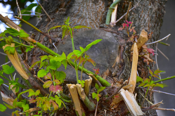 Gekropt zicht op boomstam met jonge takken - Foto, afbeelding