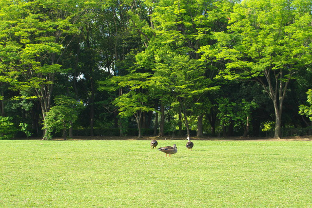 Tokyo, Japon-17 mai 2019 : Canards dans un parc le matin
 - Photo, image